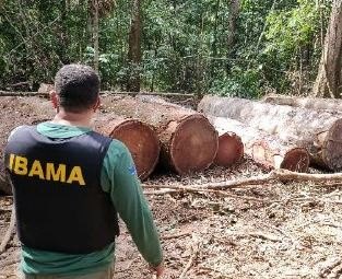 ÊXODO: PF realiza 2° fase de operação, prende empresário e bloqueia 114 milhões de madeireiras