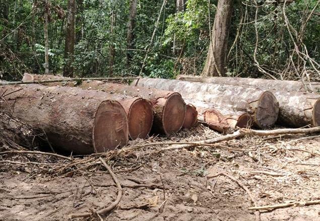 ÊXODO: PF realiza 2° fase de operação, prende empresário e bloqueia 114 milhões de madeireiras