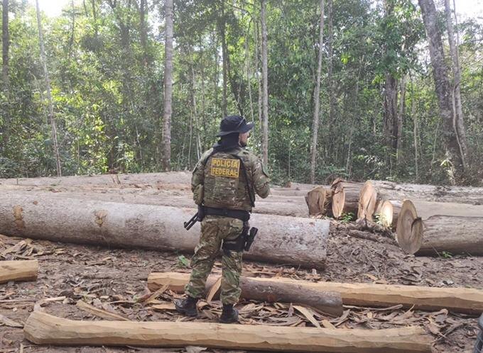 ÊXODO: PF realiza 2° fase de operação, prende empresário e bloqueia 114 milhões de madeireiras