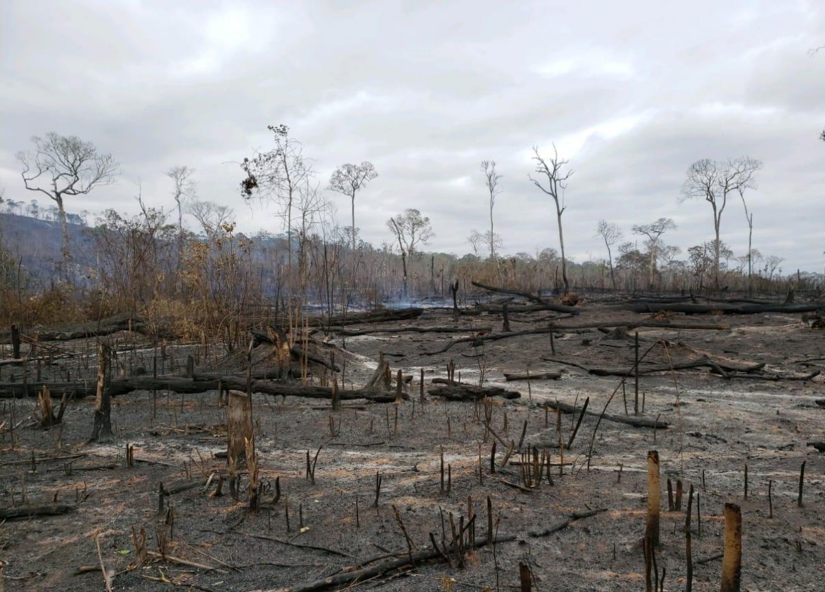 OPERAÇÃO ILLUSIO: PF cumpre mandados de prisão contra grupo acusado de invadir e incendiar reserva