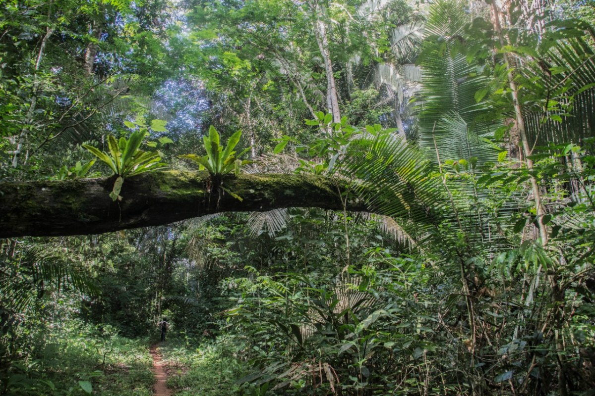 AMAZÔNIA: Madeira de Dentro é a nova exposição da fotógrafa Marcela Bonfim