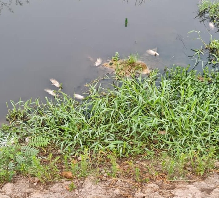 MORTANDADE: Peixes mortos aparecem boiando no canal do Skate Parque