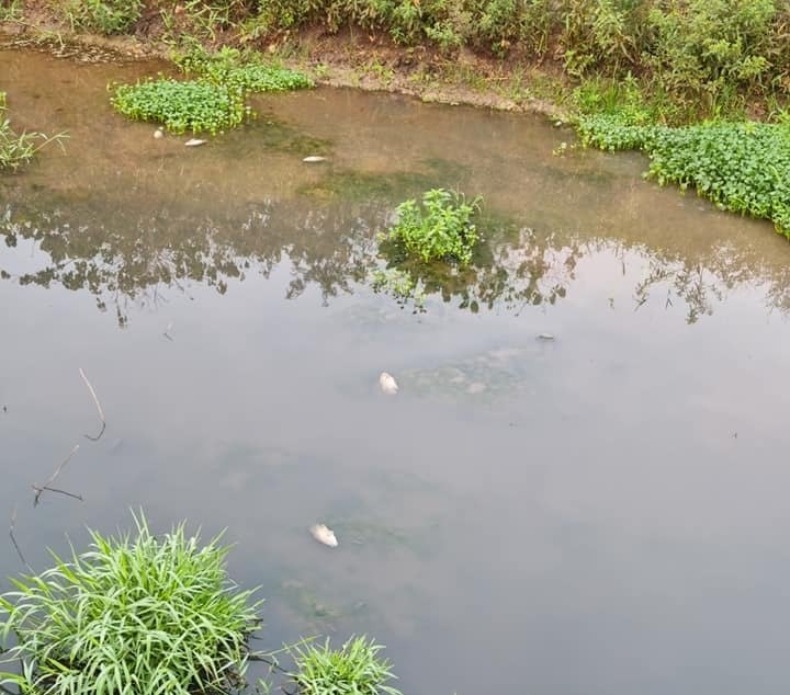 MORTANDADE: Peixes mortos aparecem boiando no canal do Skate Parque