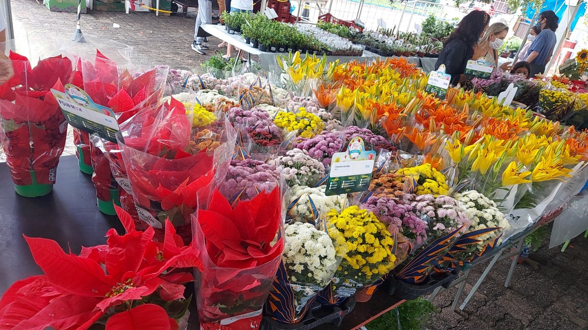 ENTRADA GRATUITA: Festival das Flores de Holambra começa no dia 26 de novembro 