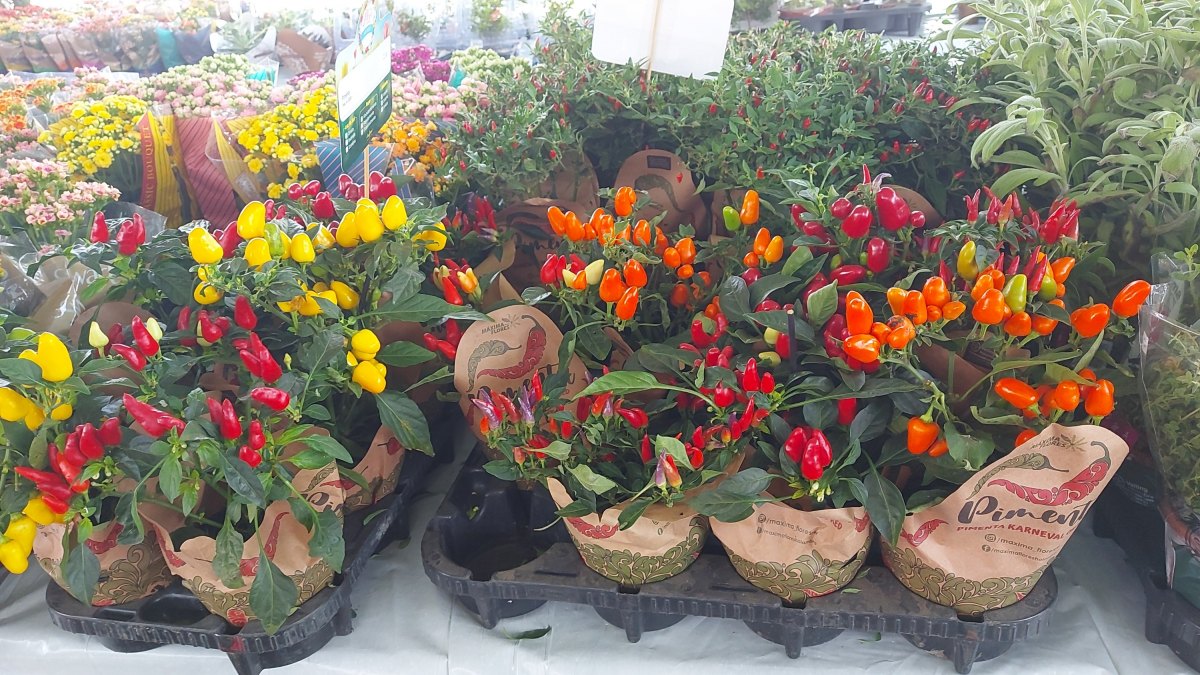 ENTRADA GRATUITA: Festival das Flores de Holambra começa no dia 26 de novembro 