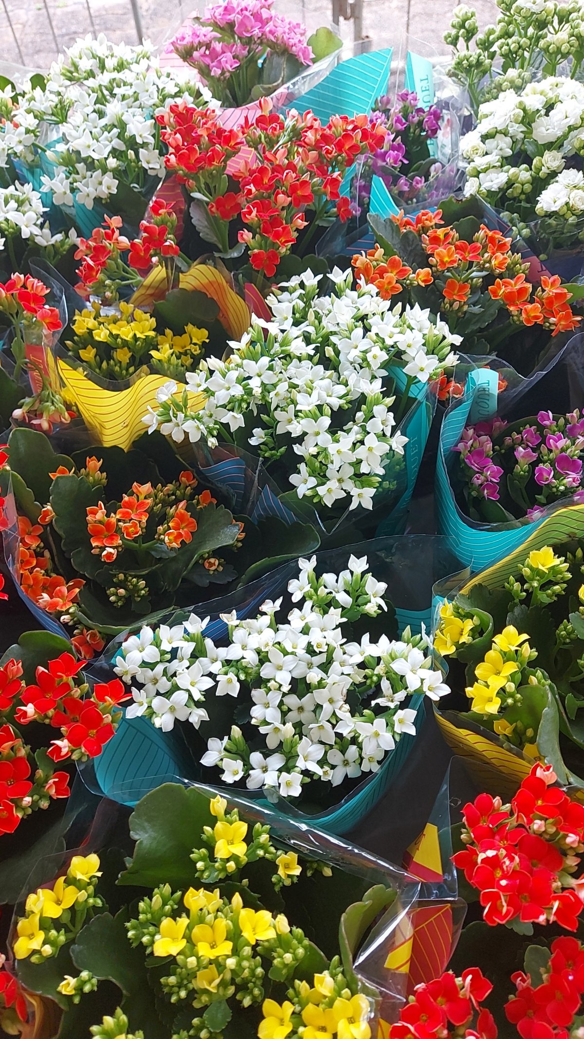 ENTRADA GRATUITA: Festival das Flores de Holambra começa no dia 26 de novembro 