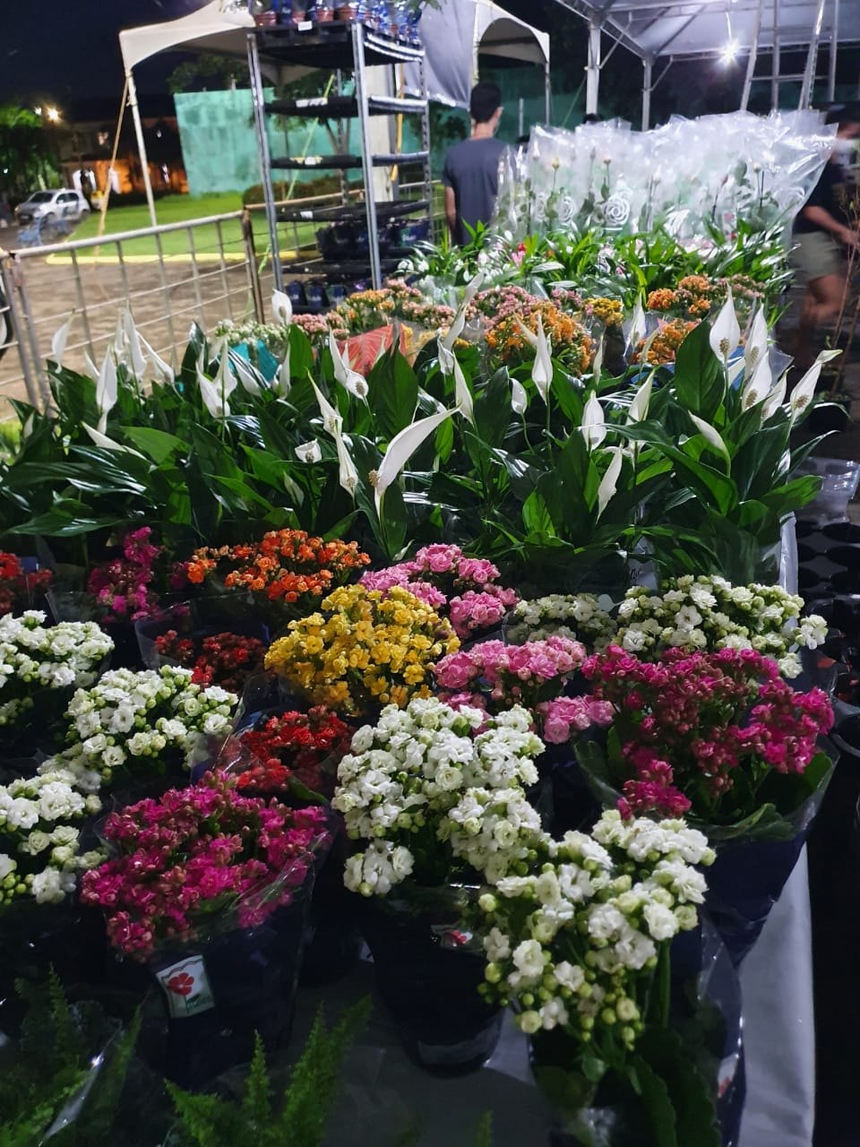 ENTRADA GRATUITA: Festival das Flores de Holambra começa no dia 26 de novembro 