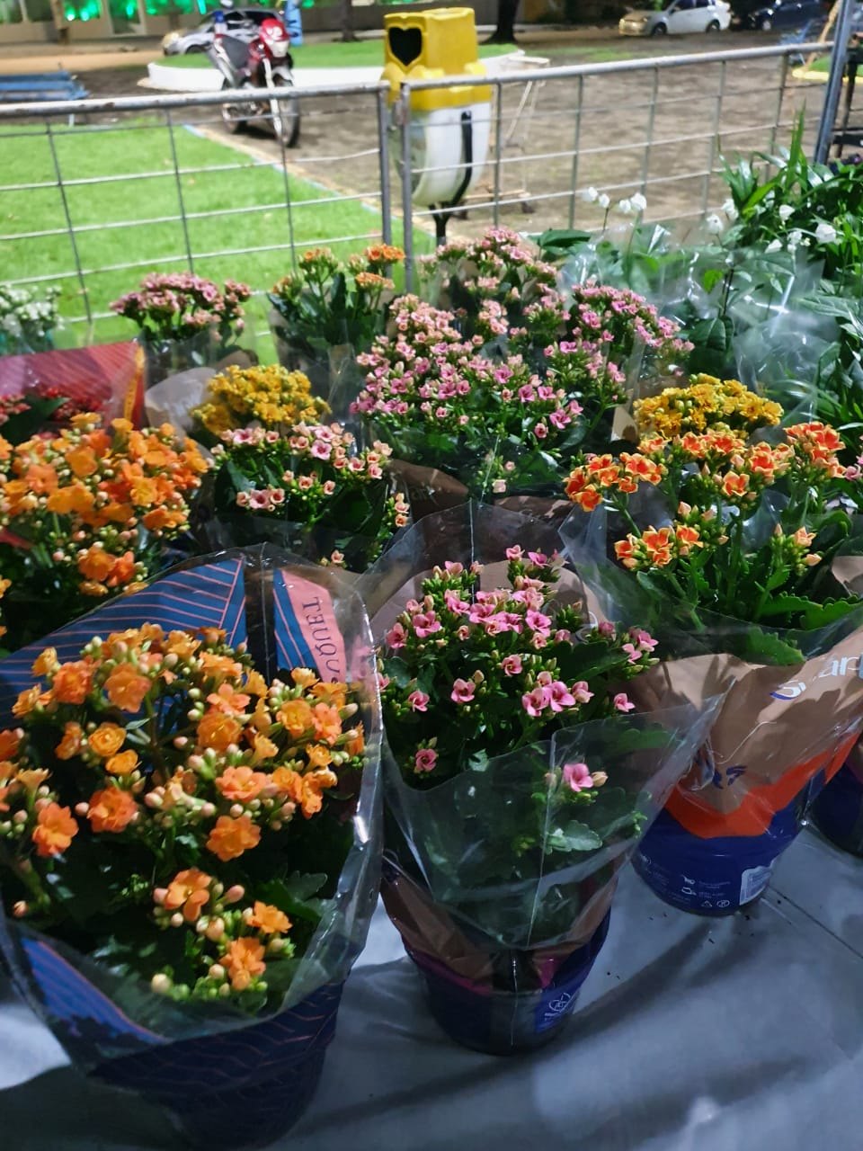 ENTRADA GRATUITA: Festival das Flores de Holambra começa no dia 26 de novembro 