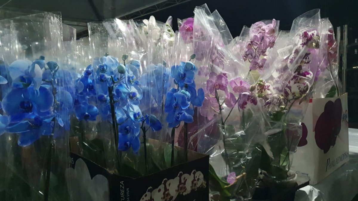 ENTRADA GRATUITA: Festival das Flores de Holambra começa no dia 26 de novembro 