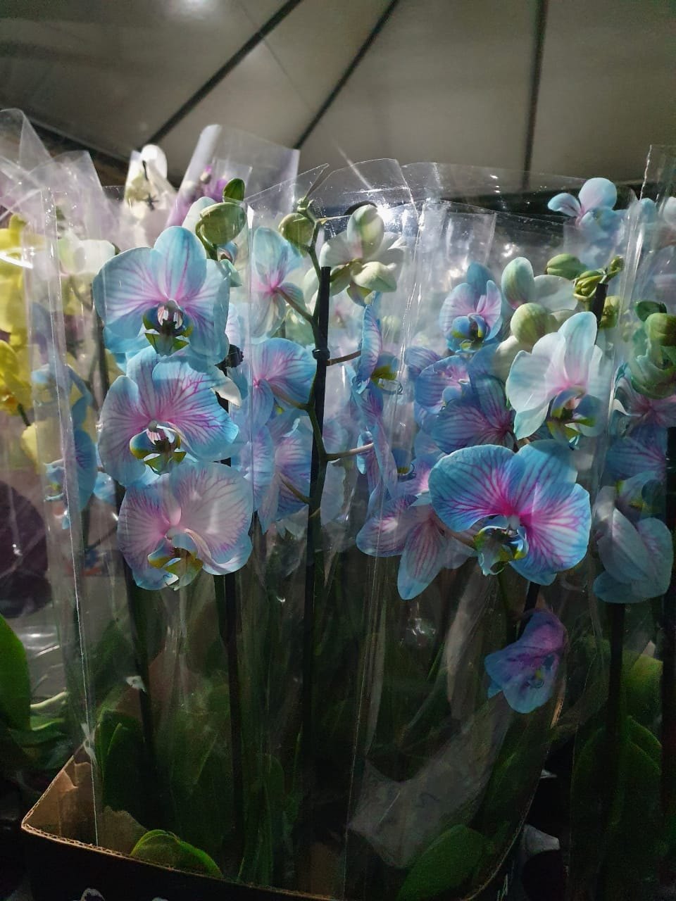 ENTRADA GRATUITA: Festival das Flores de Holambra começa no dia 26 de novembro 