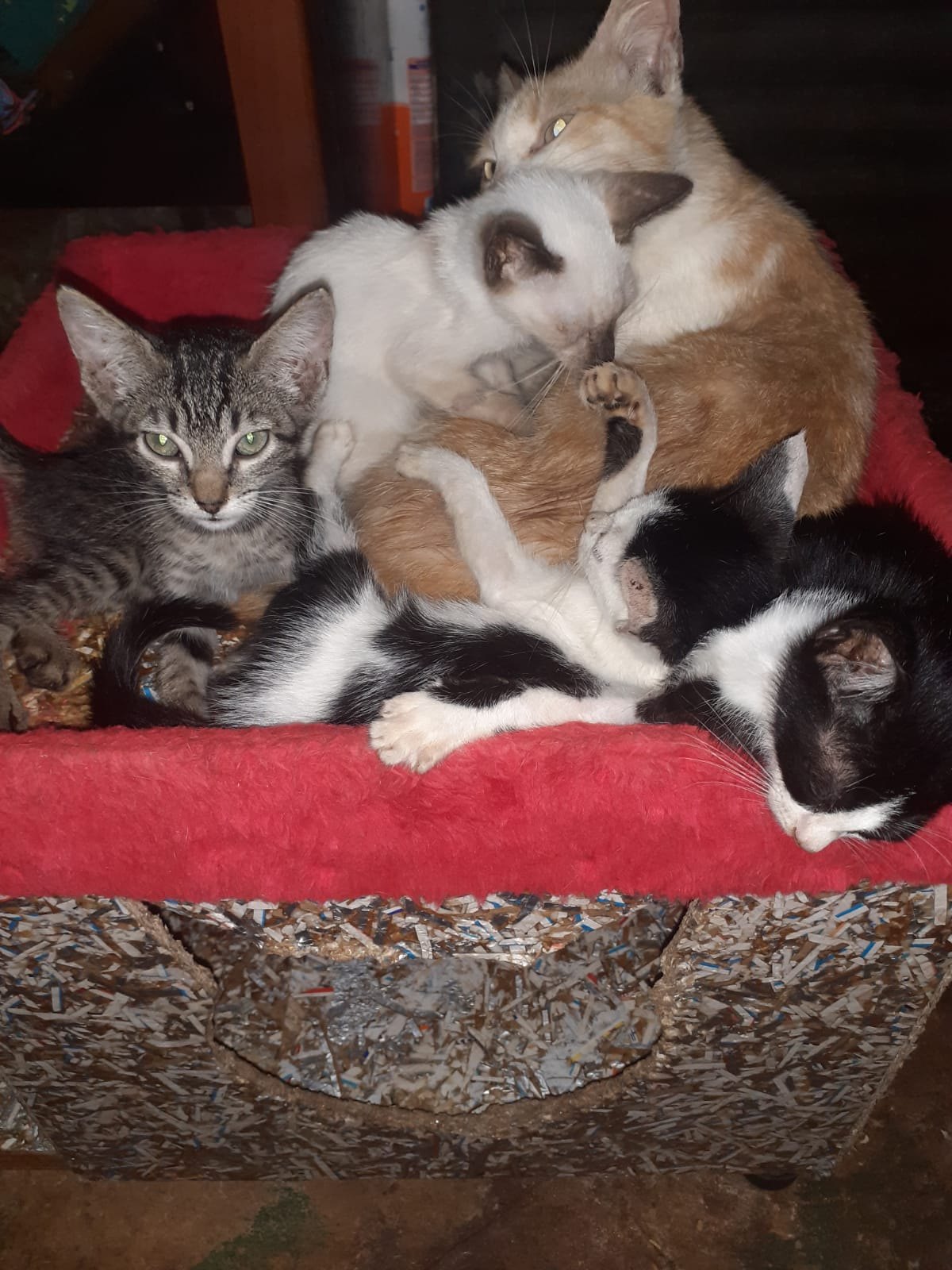 AJUDA: Abrigo com vários animais necessita de doações em Porto Velho