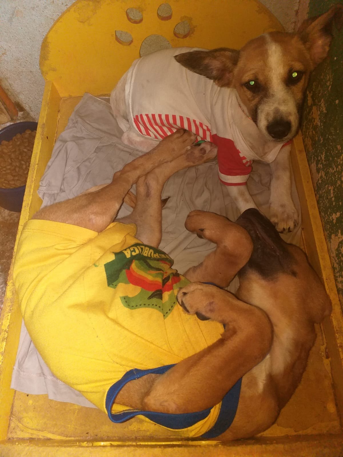 AJUDA: Abrigo com vários animais necessita de doações em Porto Velho
