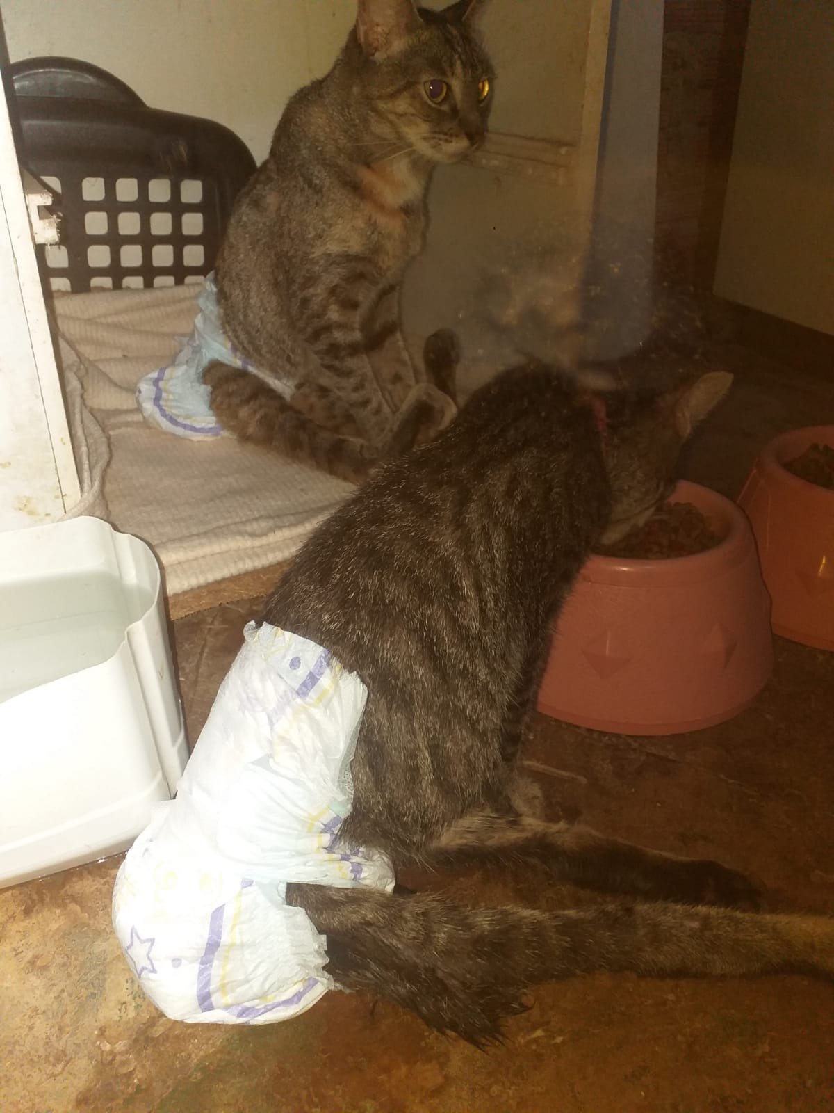 AJUDA: Abrigo com vários animais necessita de doações em Porto Velho