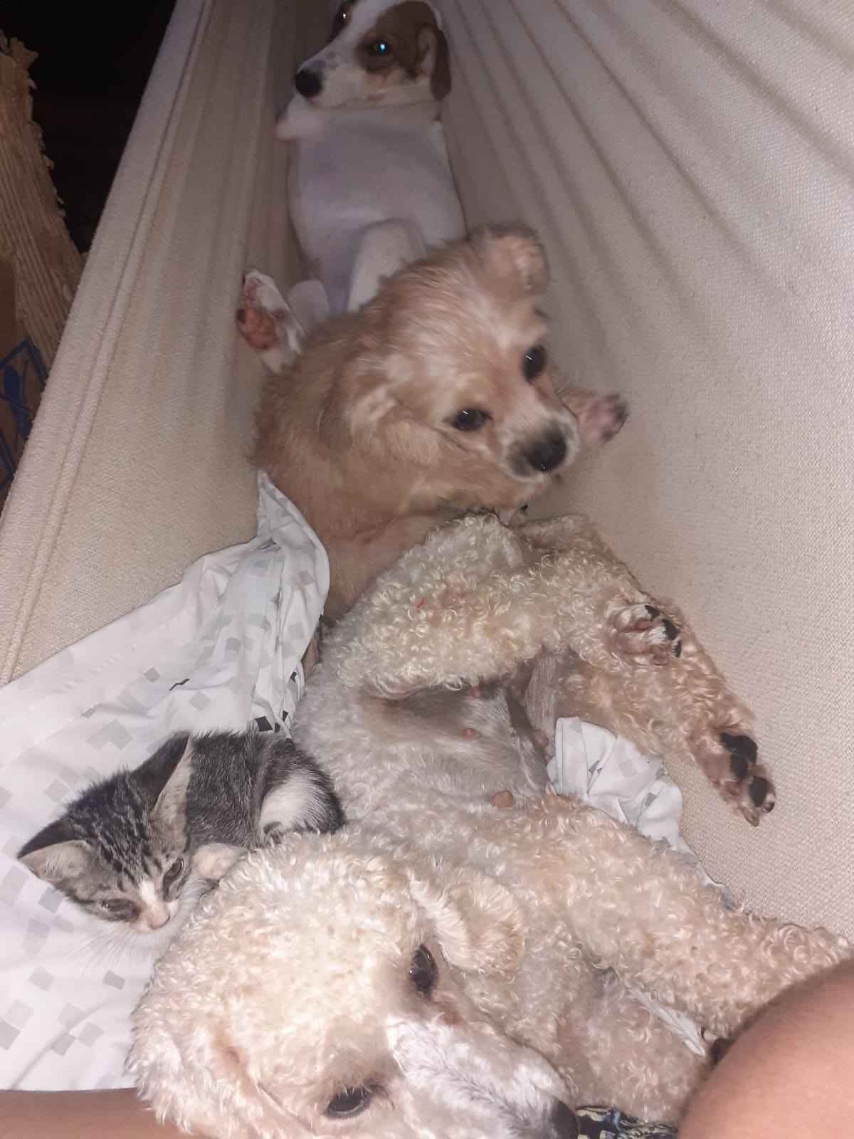 AJUDA: Abrigo com vários animais necessita de doações em Porto Velho