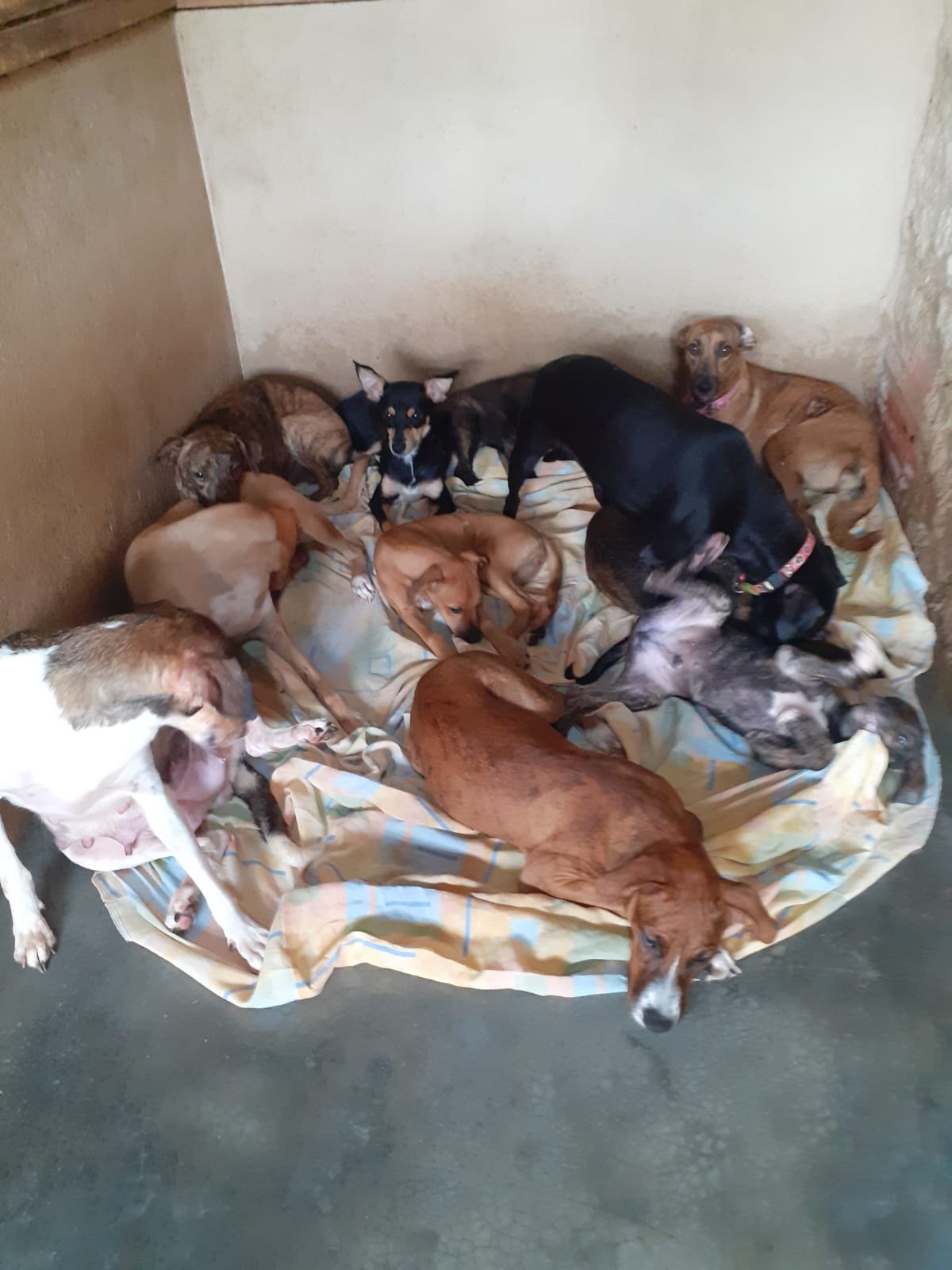 AJUDA: Abrigo com vários animais necessita de doações em Porto Velho