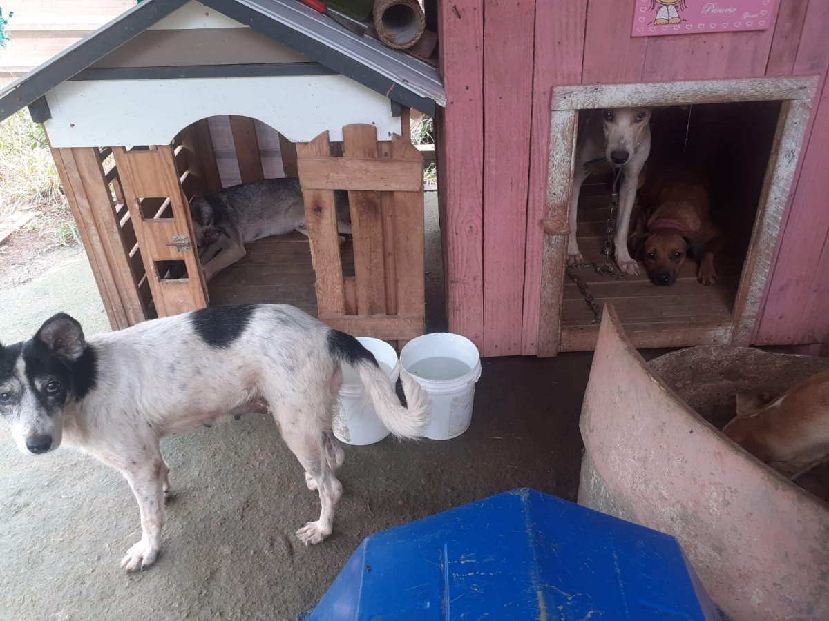 AJUDA: Abrigo com vários animais necessita de doações em Porto Velho