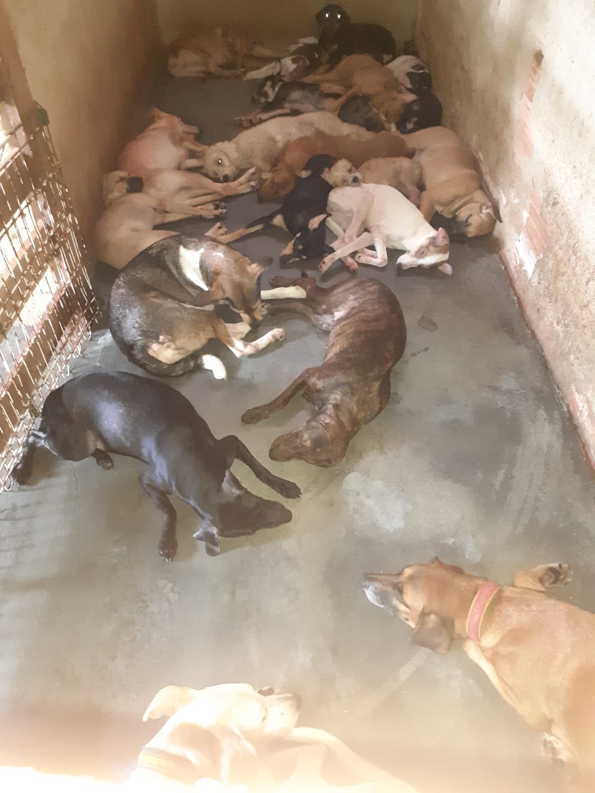 AJUDA: Abrigo com vários animais necessita de doações em Porto Velho