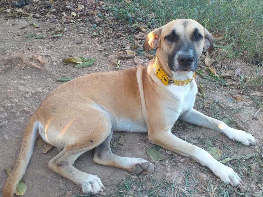 AJUDA: Abrigo com vários animais necessita de doações em Porto Velho