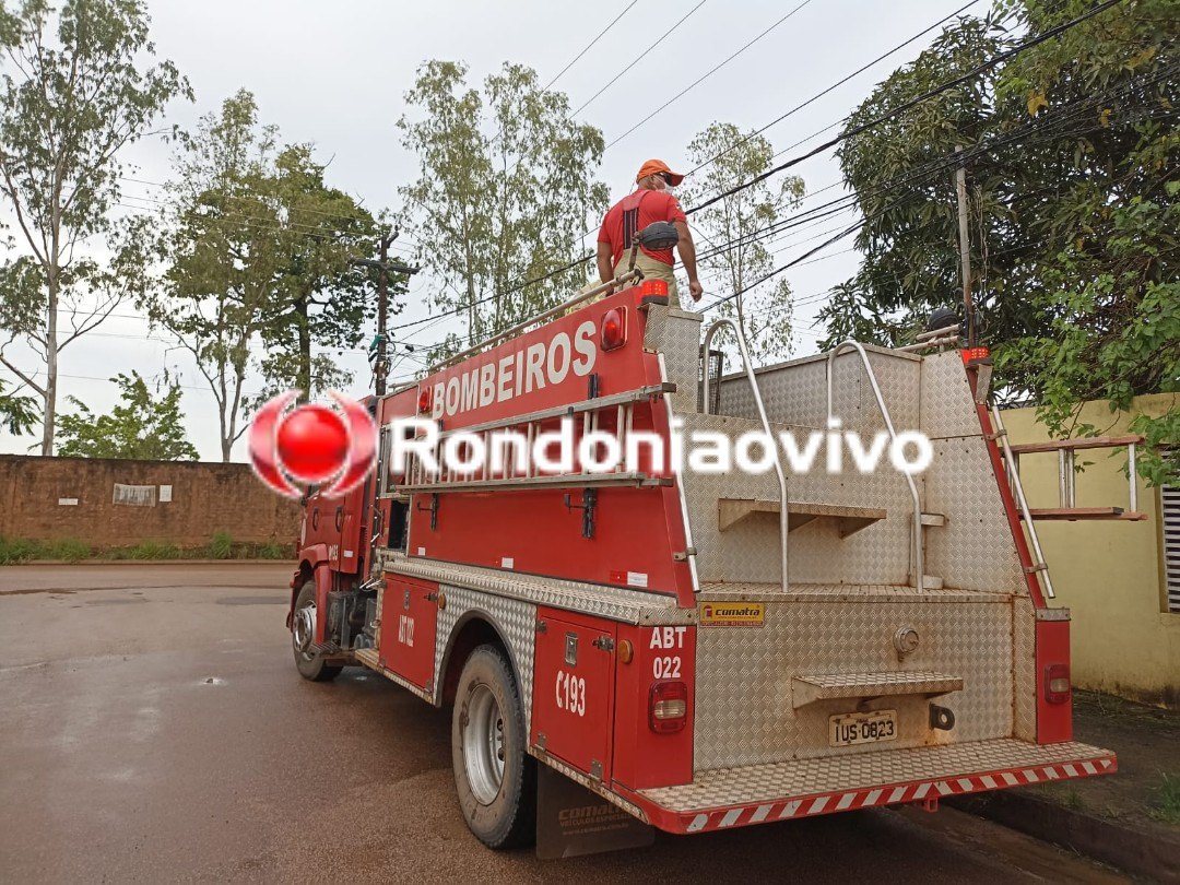 VÍDEO: Jacaré é encontrado em via pública e Bombeiros com Ibama são chamados