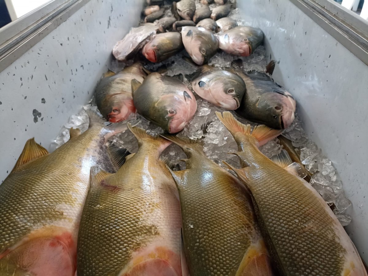 PEIXARIA FP: Encomende antecipadamente seu tambaqui em Porto Velho