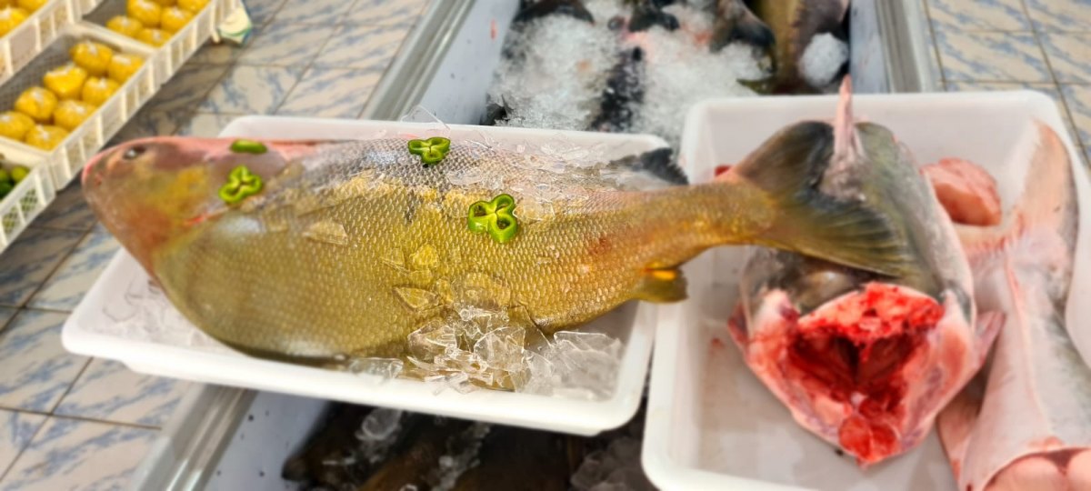 PEIXARIA FP: Encomende antecipadamente seu tambaqui em Porto Velho