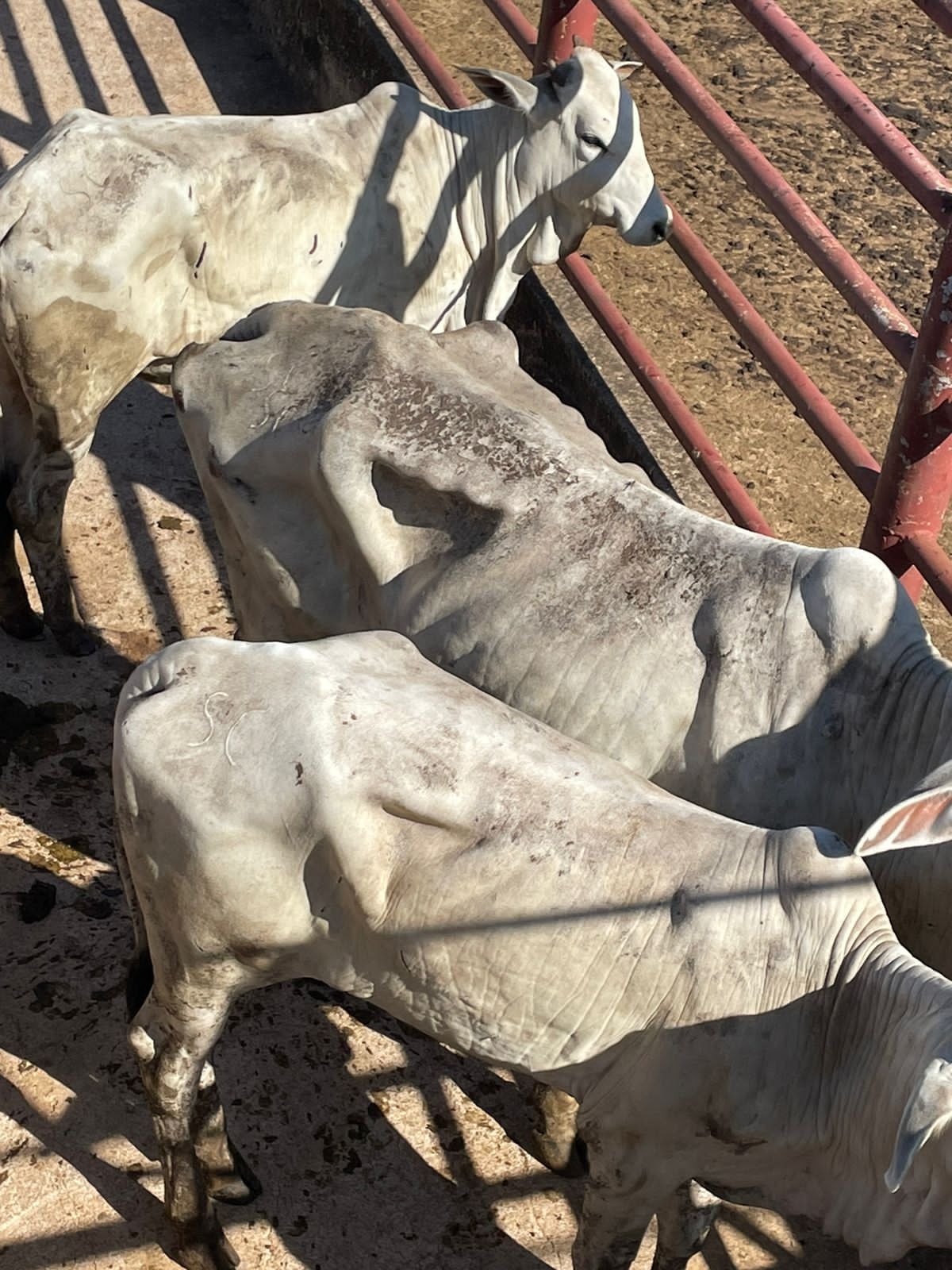 NELORE: Polícia recupera 20 cabeças de gados roubadas escondidas em frigorífico