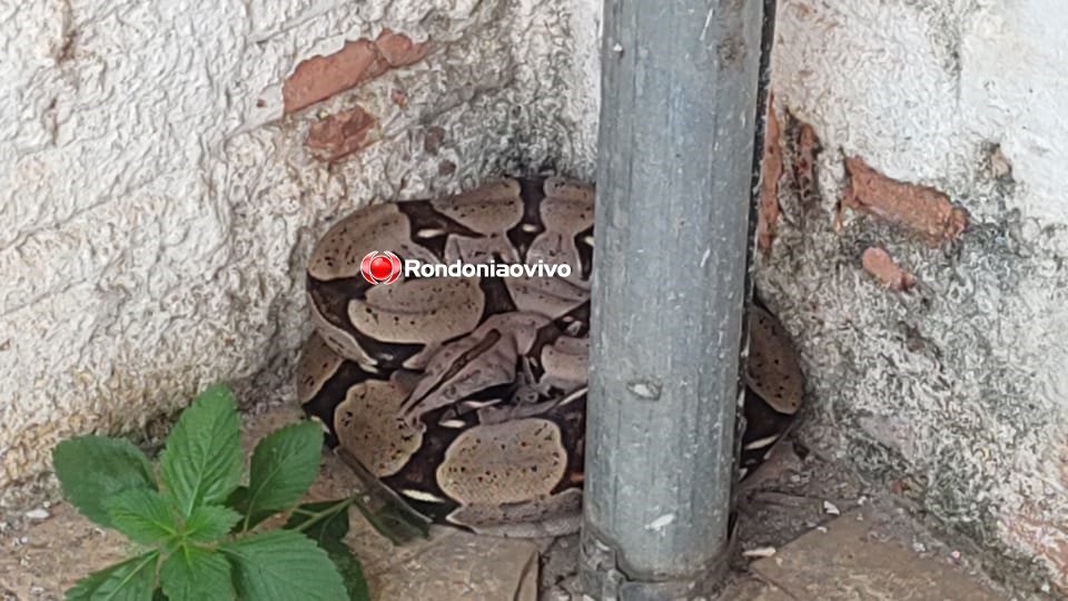 ASSISTA: Cobra jiboia é encontrada em casa na região Central e assusta moradores
