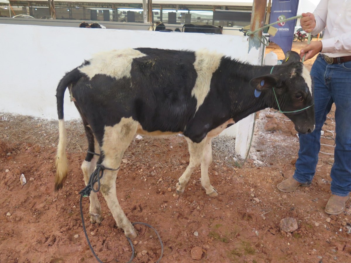 35ª EXPOCOL: Julgamento de gado leiteiro é a grande atração da abertura do 3° dia