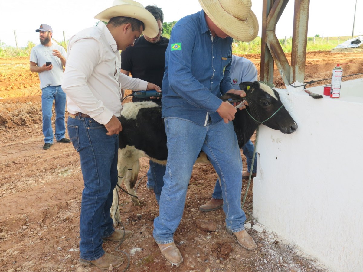 35ª EXPOCOL: Julgamento de gado leiteiro é a grande atração da abertura do 3° dia