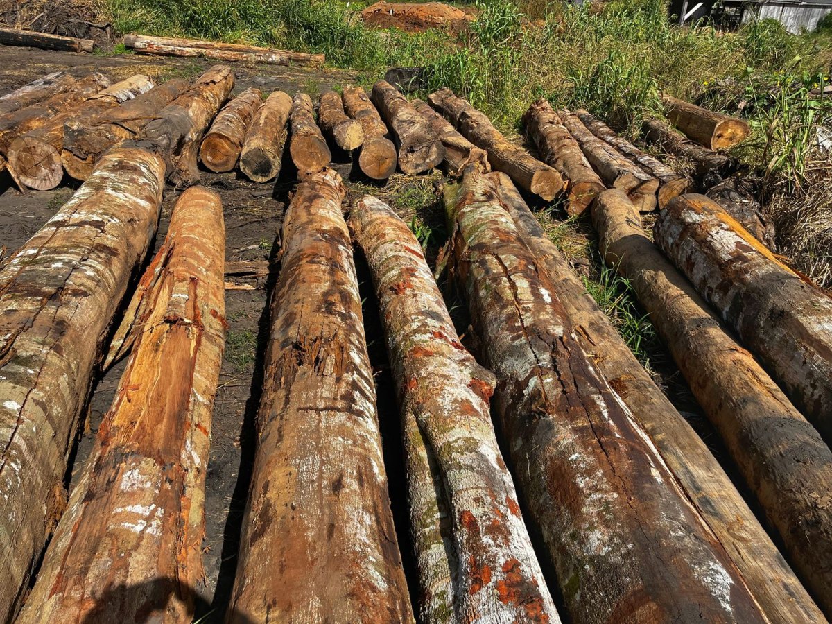 RETOMADA III: PF deflagra operação para combater crimes ambientais em TI de RO