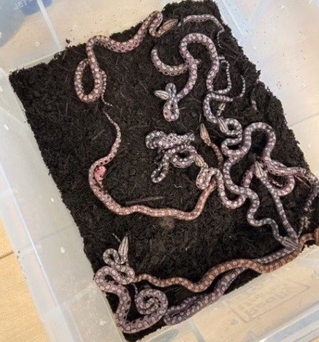 PARTO MISTERIOSO: Jiboia dá à luz 14 filhotes mesmo isolada há anos