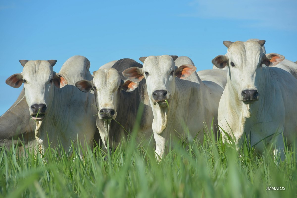 MARTENDAL PREMIUM: 23ª edição do leilão mantém nível de excelência em genética e qualidade