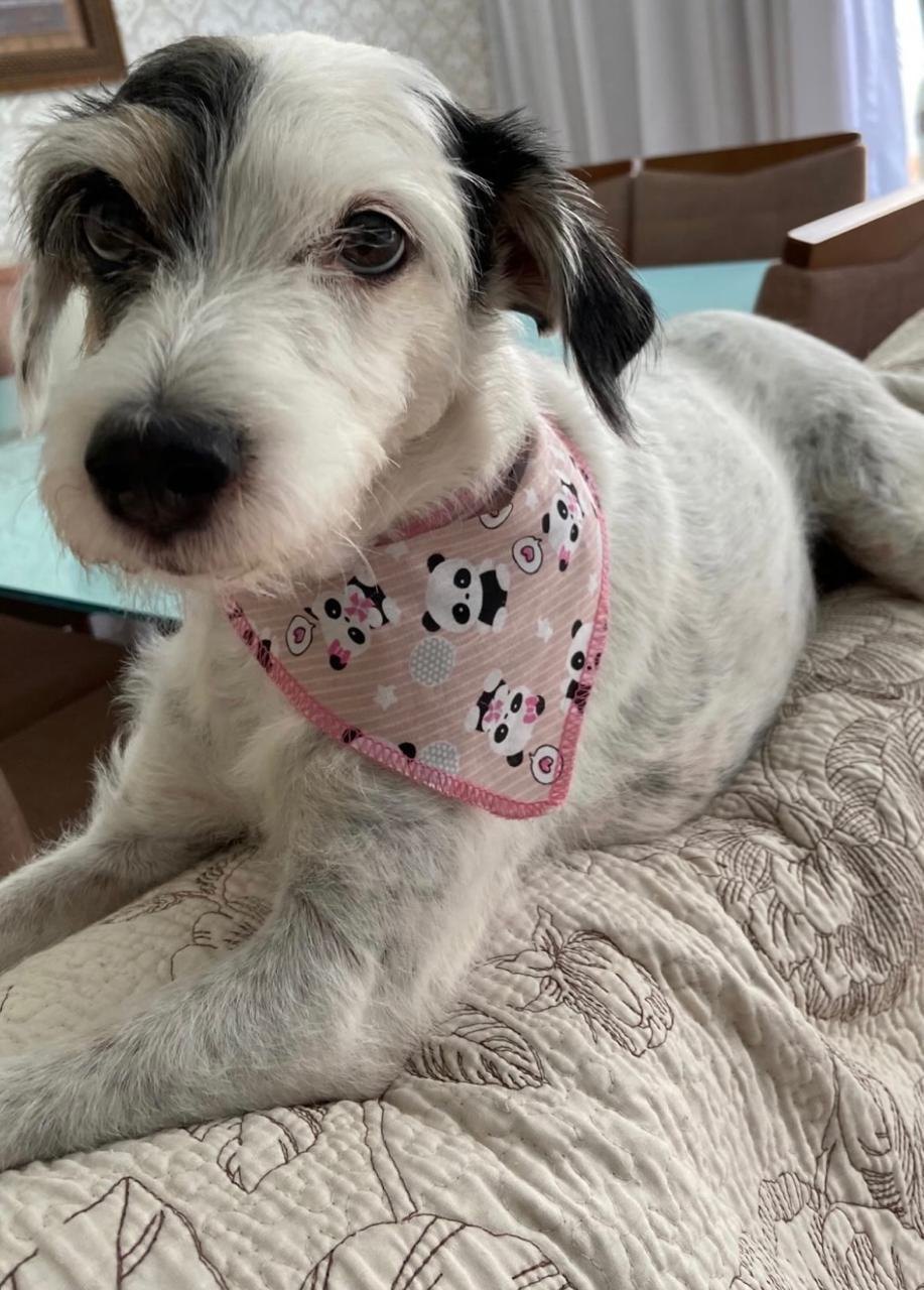 VOCÊ VIU?: Cachorrinha desaparece no bairro São João Bosco, em PVH