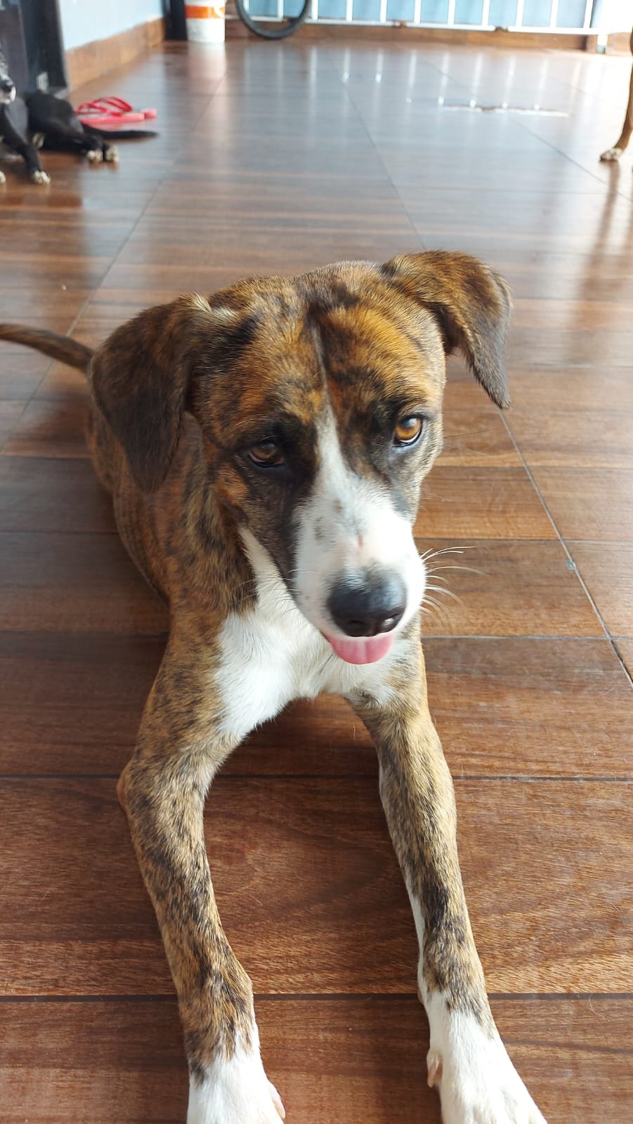 VOCÊ VIU?:  Cadela Bibi desaparece no Igarapé, em PVH