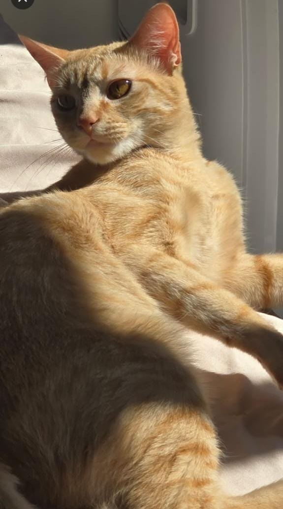 PROCURA-SE: Tutor oferece R$ 500 por gata desaparecida em PVH