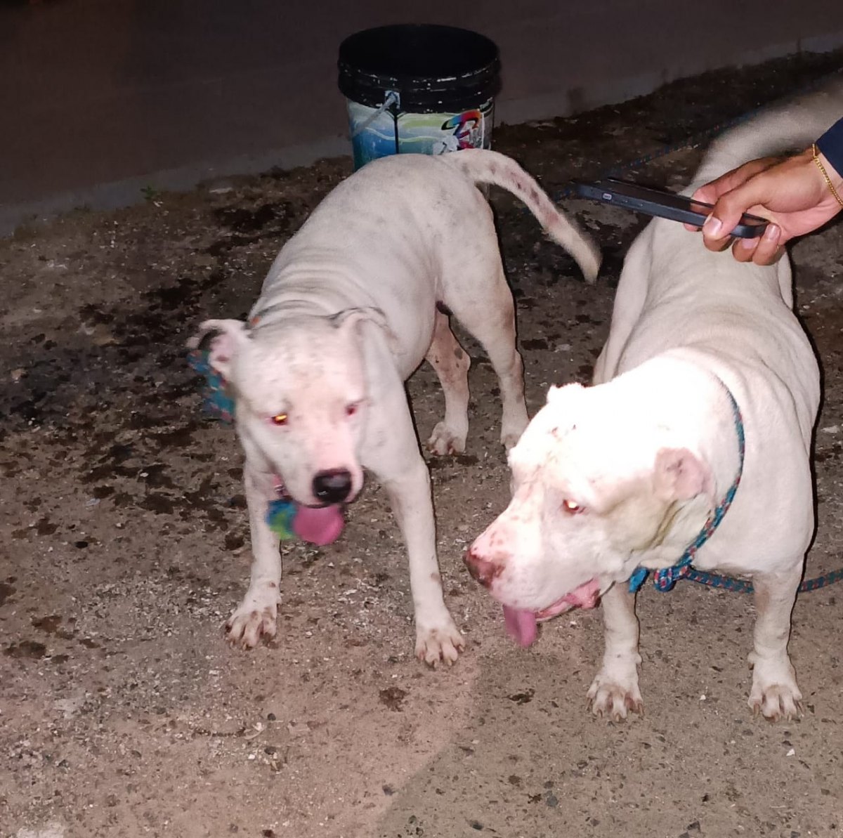 VÍDEO: Procura-se tutores de cães da raça Pitbull localizados na zona Sul