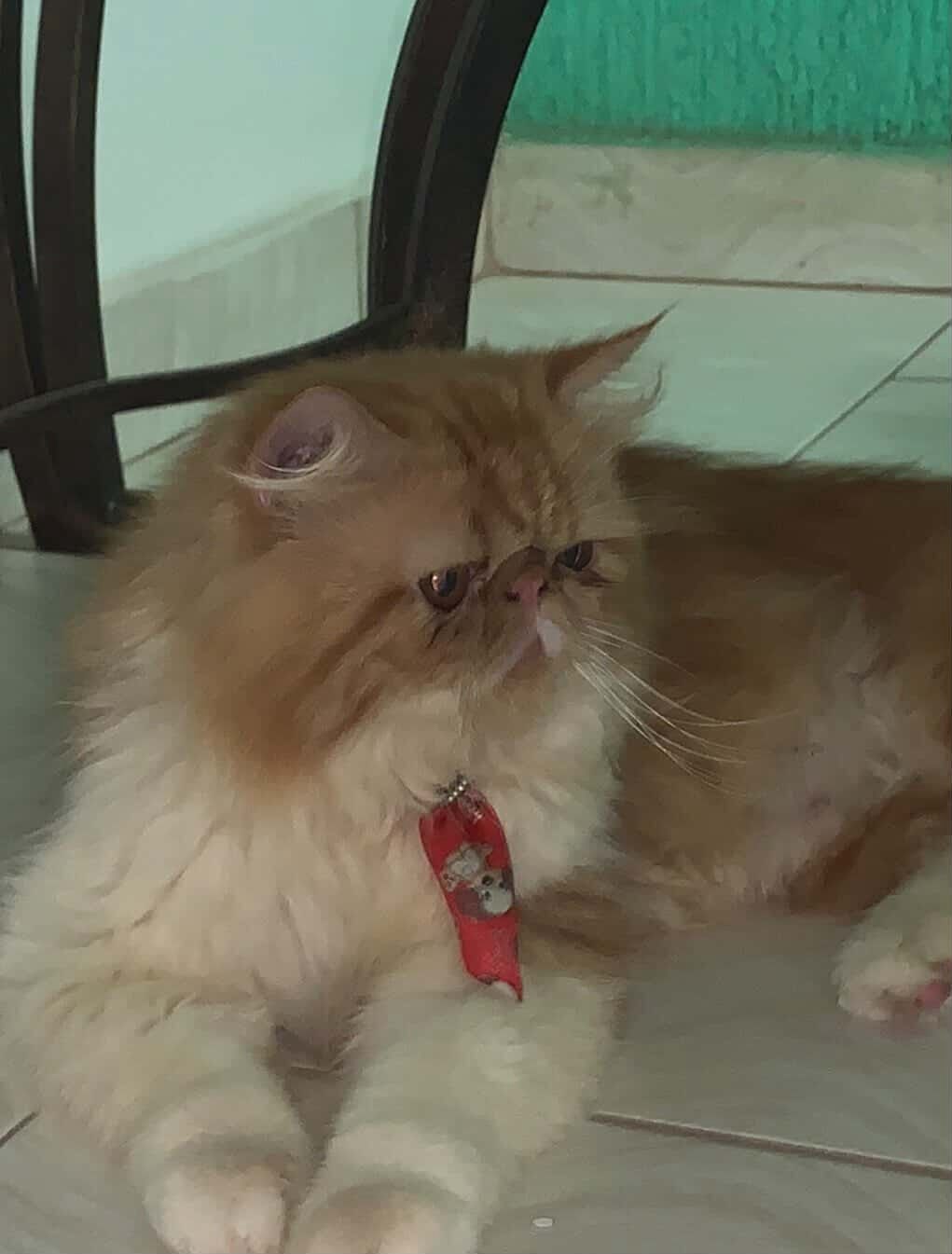 DESAPARECIDO: Gato persa Jake desaparece em Porto Velho