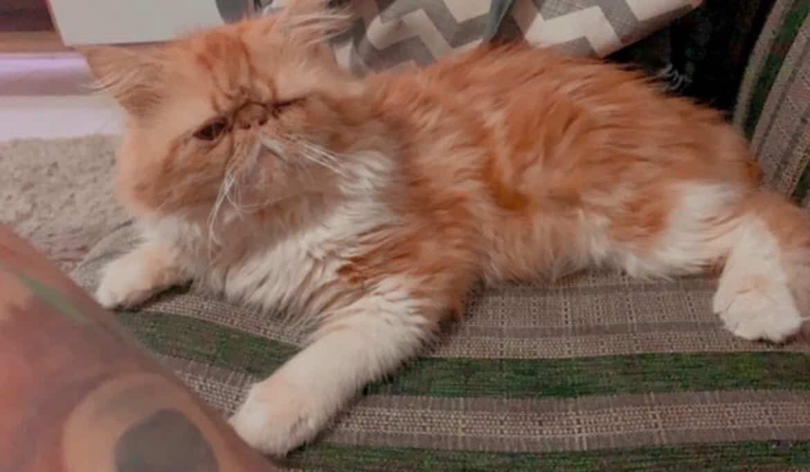 DESAPARECIDO: Gato persa Jake desaparece em Porto Velho