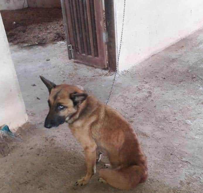 MAUS-TRATOS: Canil irregular funcionando dentro do Parque de Exposições é fechado pela PM