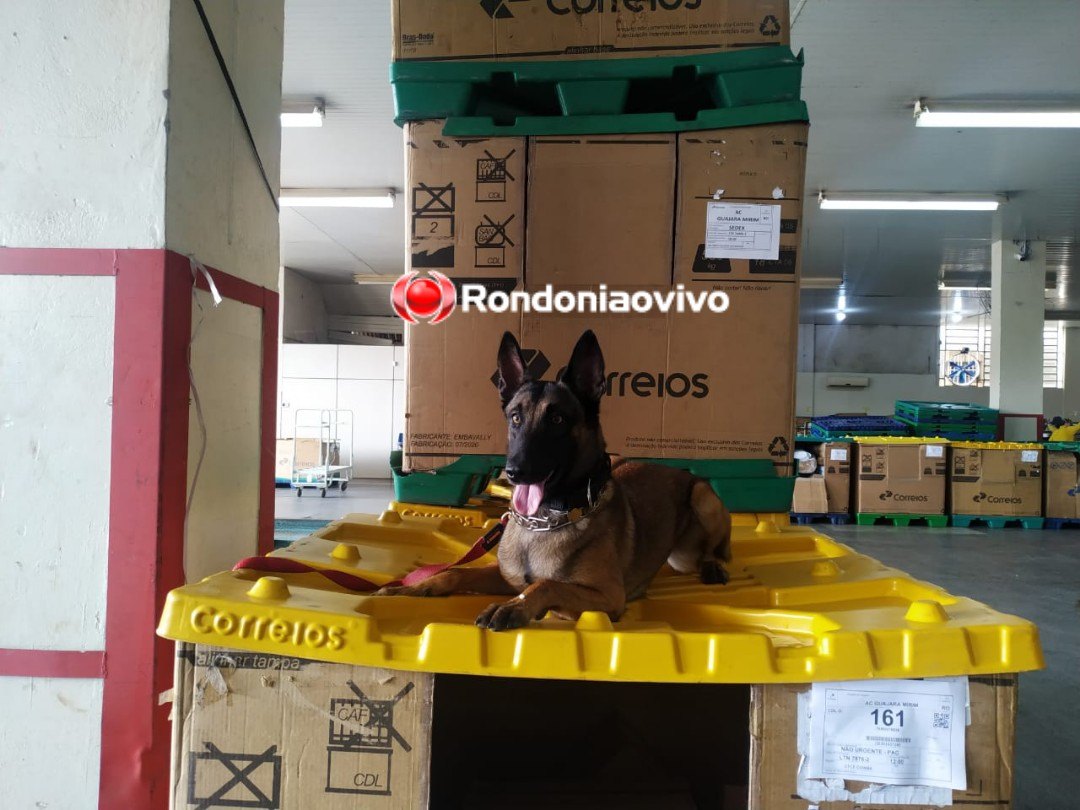INDO PARA O MARANHÃO: Denarc faz operação com cães nos Correios e apreende droga avaliada em R$ 20 mil