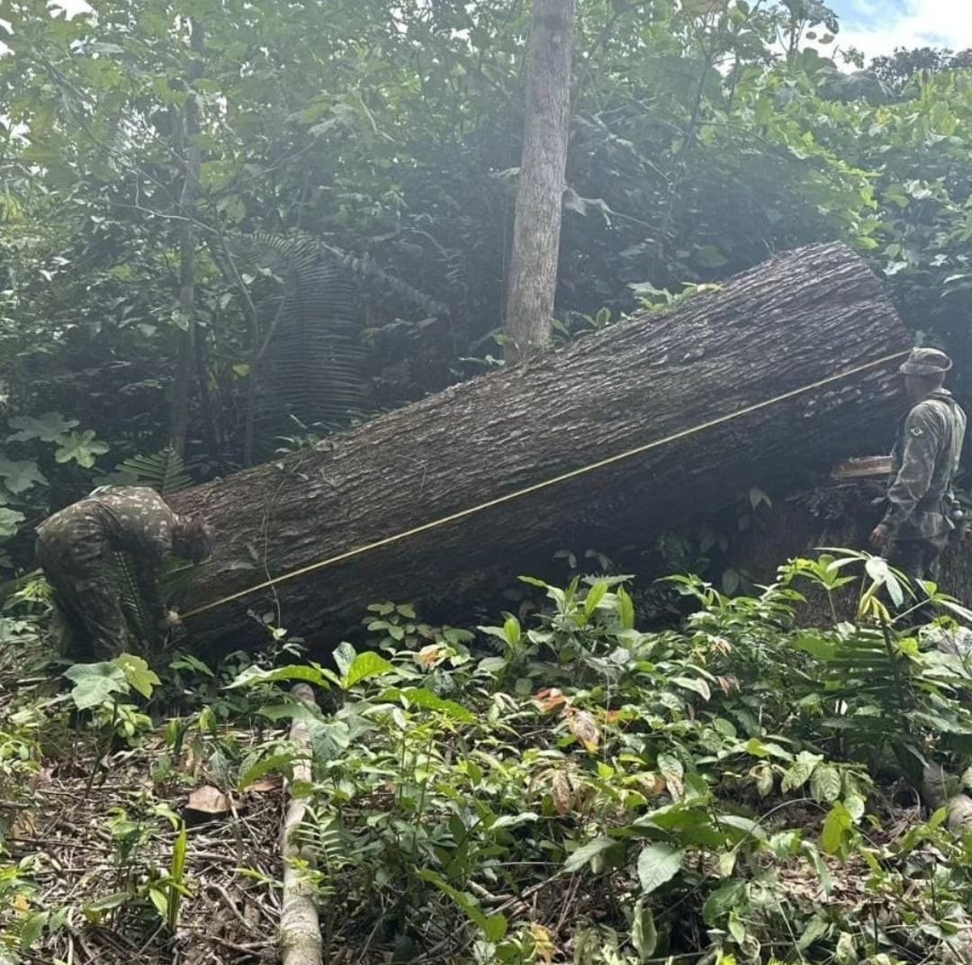 CRIME AMBIENTAL: Operação combate ações criminosas que causaram prejuízos de R$ 19 milhões 