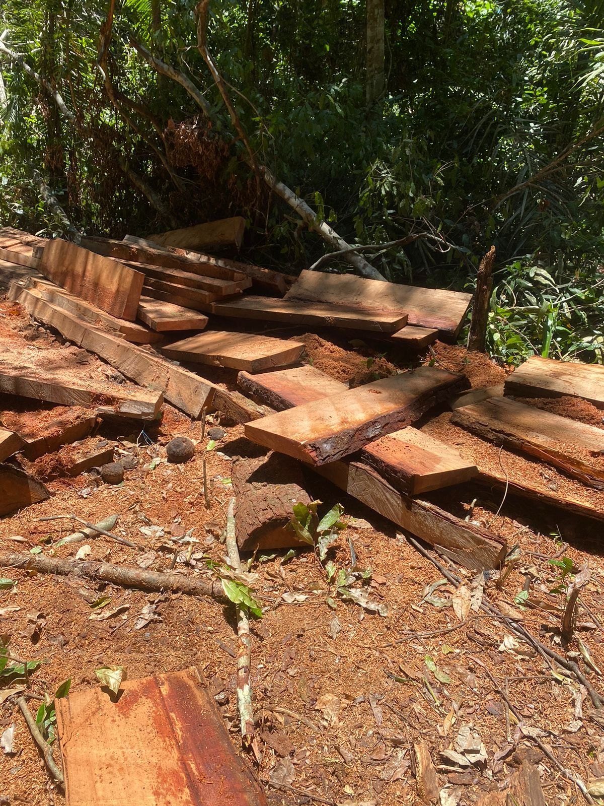 CRIME AMBIENTAL: Operação combate ações criminosas que causaram prejuízos de R$ 19 milhões 