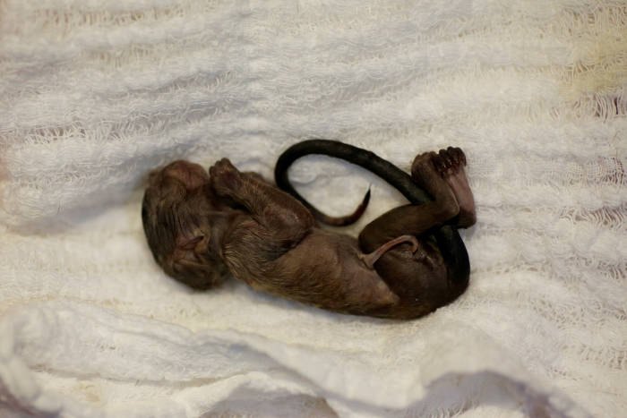 IMPRENSA INTERNACIONAL: Fotos mostram sofrimento de animais por conta de queimadas em Porto Velho