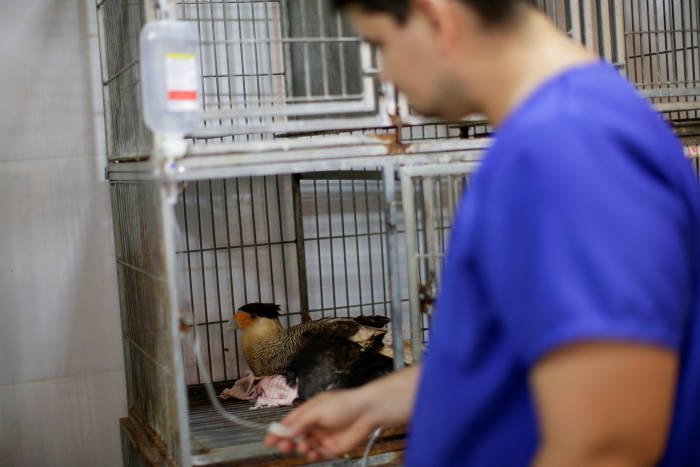 IMPRENSA INTERNACIONAL: Fotos mostram sofrimento de animais por conta de queimadas em Porto Velho