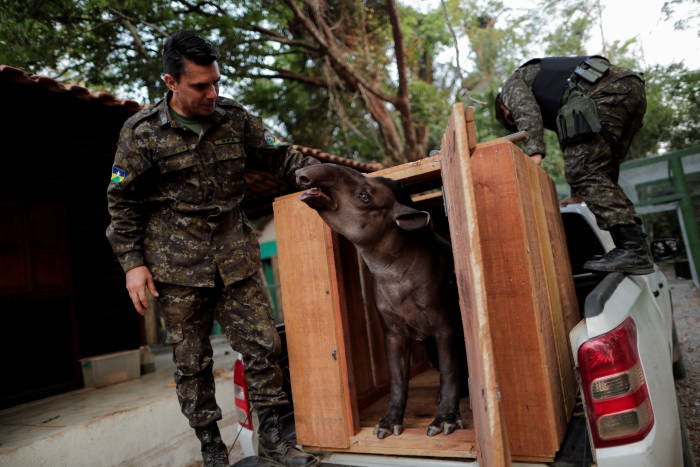 IMPRENSA INTERNACIONAL: Fotos mostram sofrimento de animais por conta de queimadas em Porto Velho