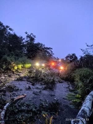 FOTOS E VÍDEOS: Árvore caída provoca acidente envolvendo caminhão e picape da prefeitura de Cerejeiras