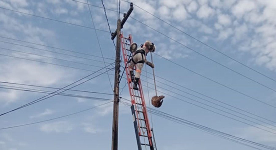 MEIO AMBIENTE: Bicho-preguiça é resgatado por equipe da Energisa em Ouro Preto do Oeste