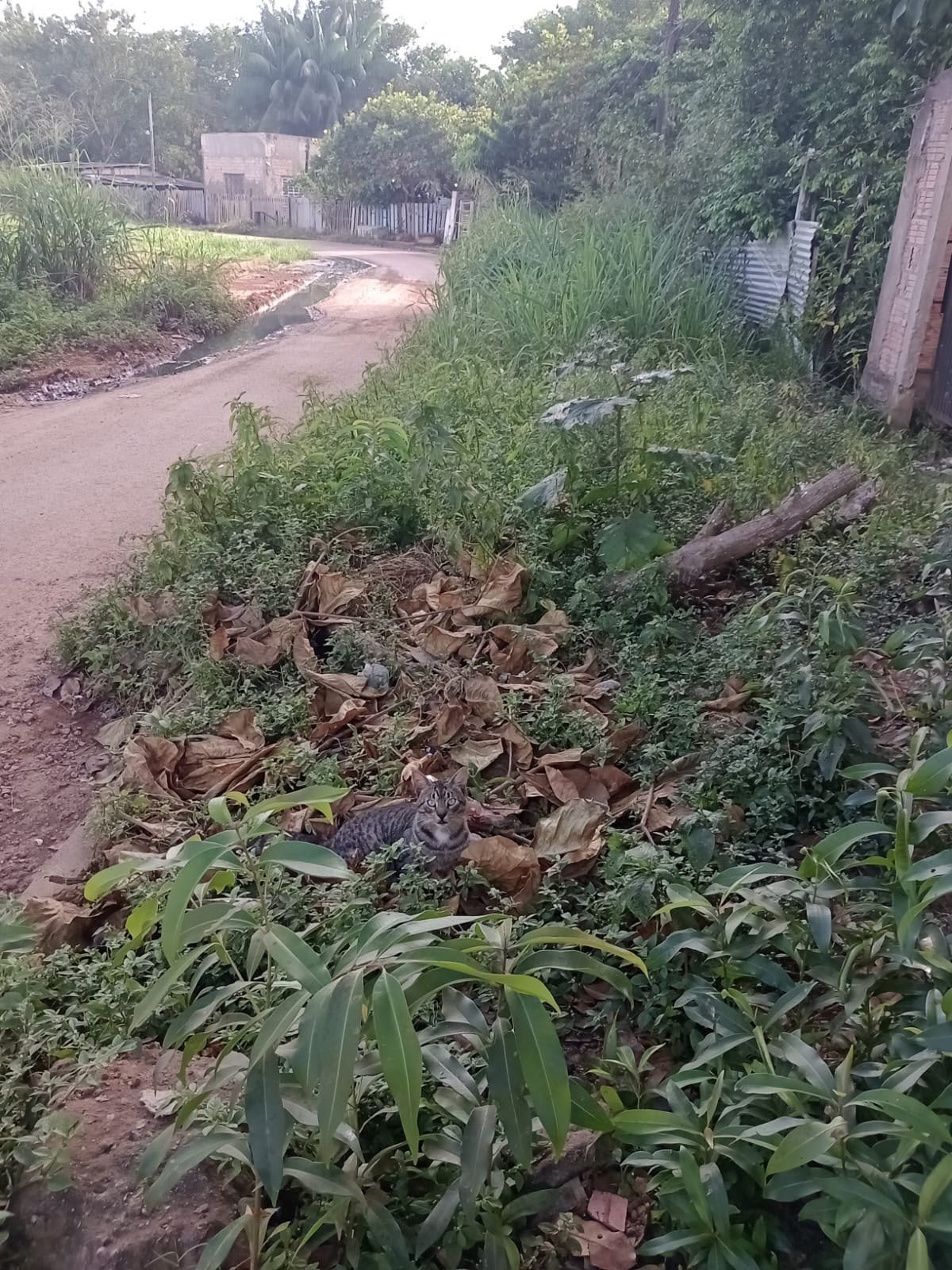 EDIMILSON DOURADO: Após solicitação do vereador, Prefeitura intensifica limpeza no bairro Nova Floresta