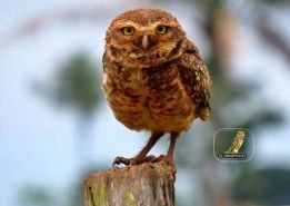 BELEZAS: Turismo de Contemplação pode movimentar interior de Rondônia