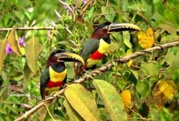 BELEZAS: Turismo de Contemplação pode movimentar interior de Rondônia